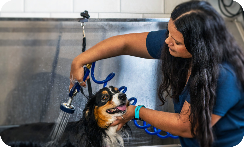 A person washing a dog with a hose in a self-serve dog wash station.