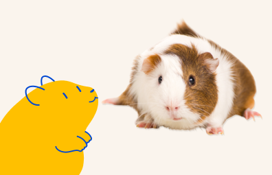 A brown and white guinea pig next to a yellow cartoon guinea pig, a Pet Supermarket peticon, on a light tan background.