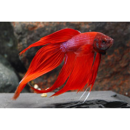 Betta Fish Shop Pet Supermarket