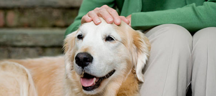 A happy Golden Retriever dog being gently petted on the head by a person in green clothing, sitting on the steps.