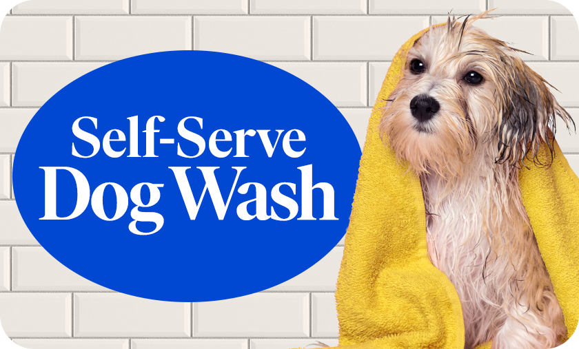 Washing Made Easy: Self-Serve Dog Wash