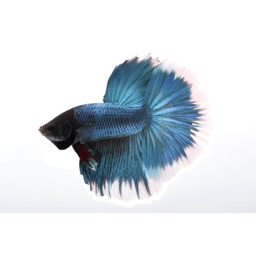 Aquarium équipé Fluval Betta haut de gamme, 10 L (2,6 gal US) - Safari Pet  Center