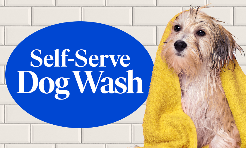 Washing Made Easy: Self-Serve Dog Wash