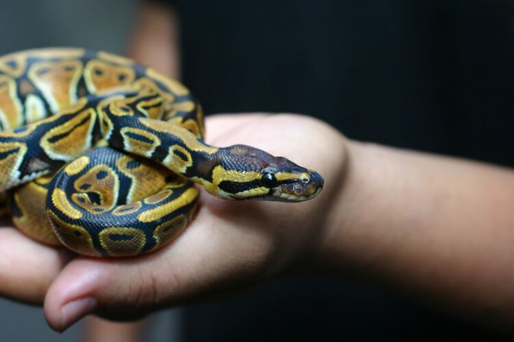 A ball python is resting on a person's hand