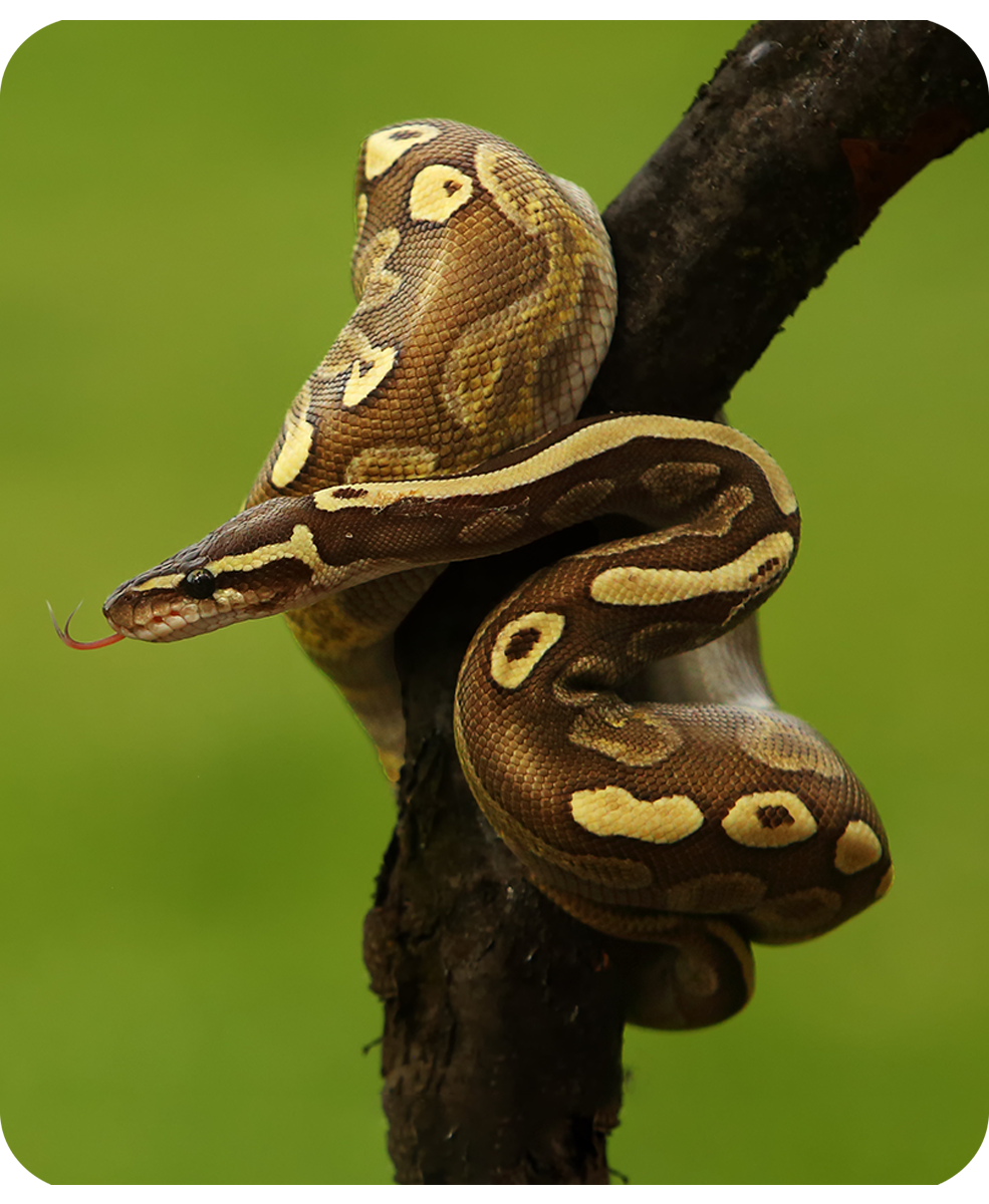 Reptile Deals | Pet Supermarket