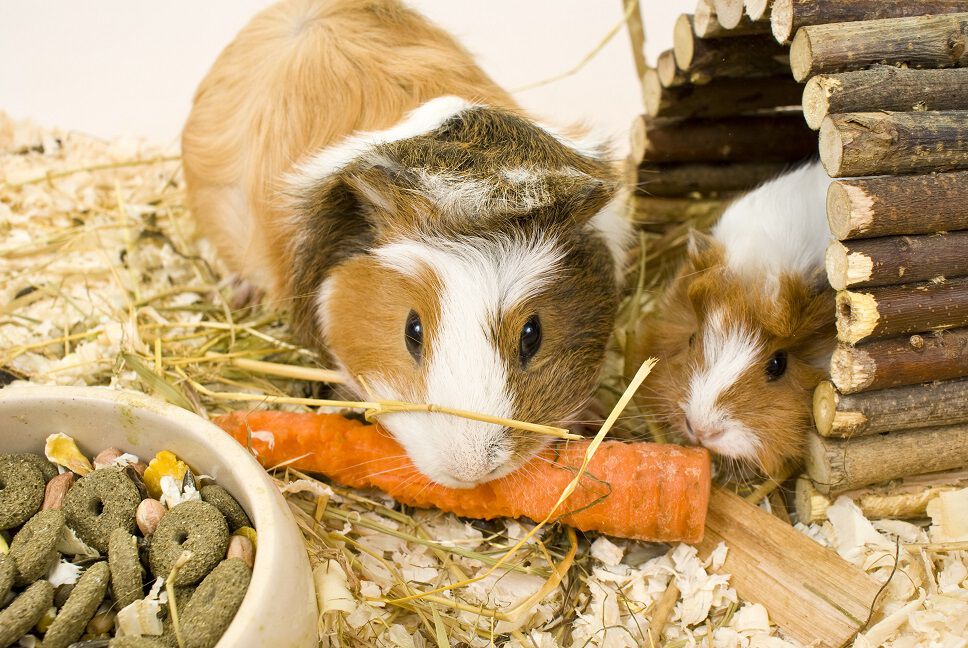 Guinea Pig Shop Pet Supermarket Pet Supermarket