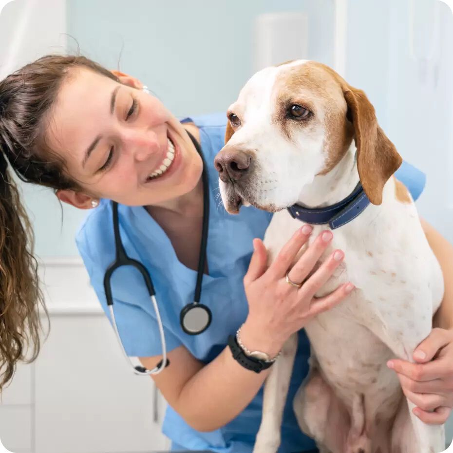 Vip pet care near hot sale me