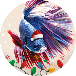Fish Deals