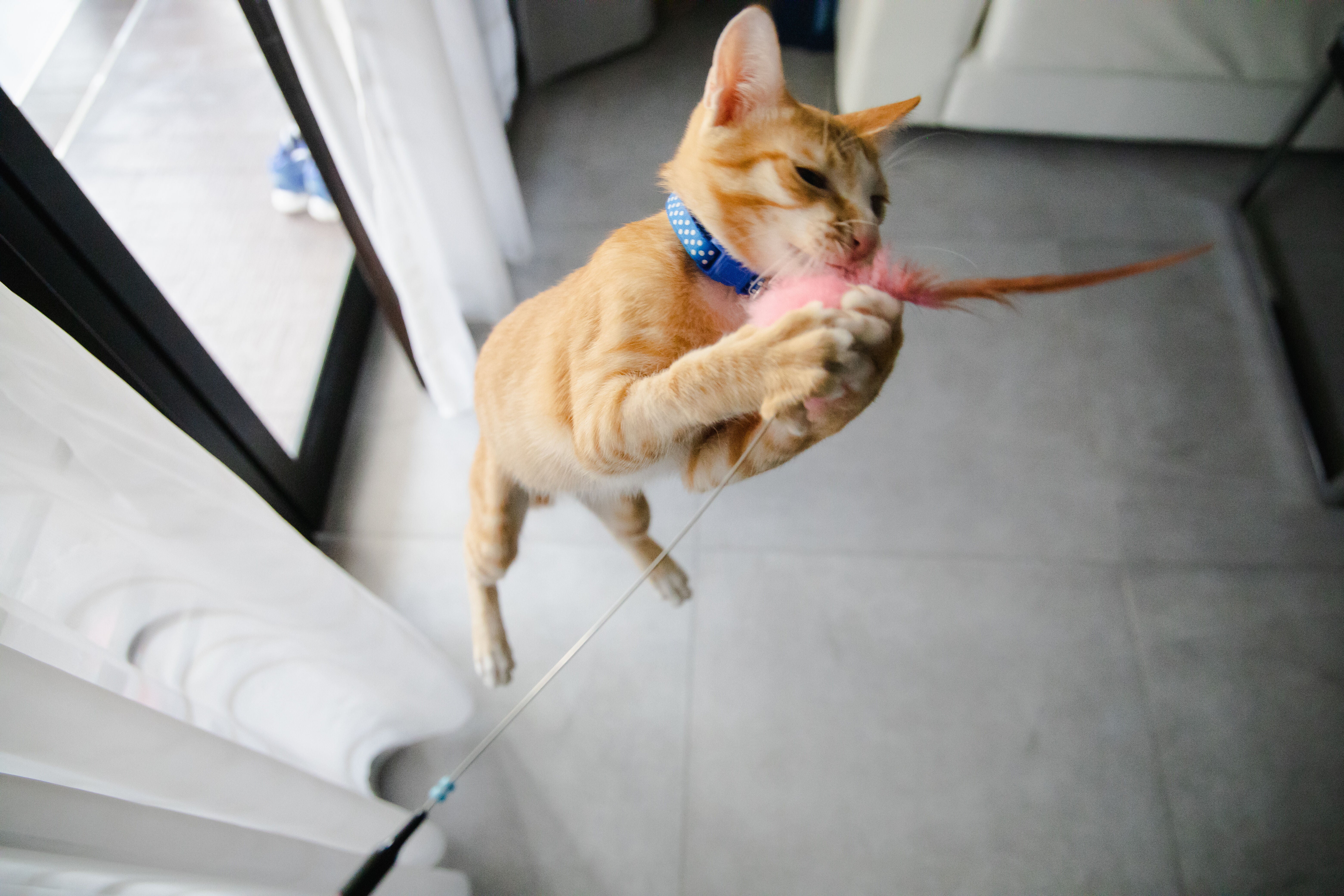 A cat jumping up towards a wand toy.