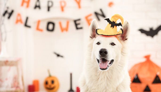 Large white dog with orange halloween hat sitting in front of Happy Halloween sign and decorative bats and jack-o-lanterns