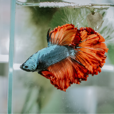 Stores that sell betta fish near me discount