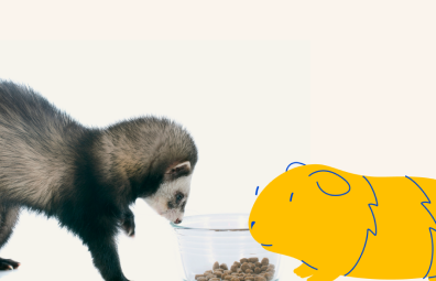 Do Ferrets And Cats Get Along: Tips for Peaceful Coexistence