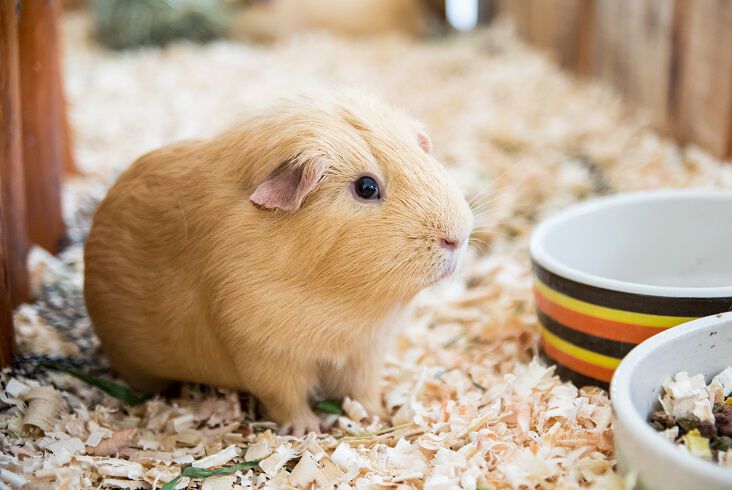 Guinea Pig Shop Pet Supermarket Pet Supermarket