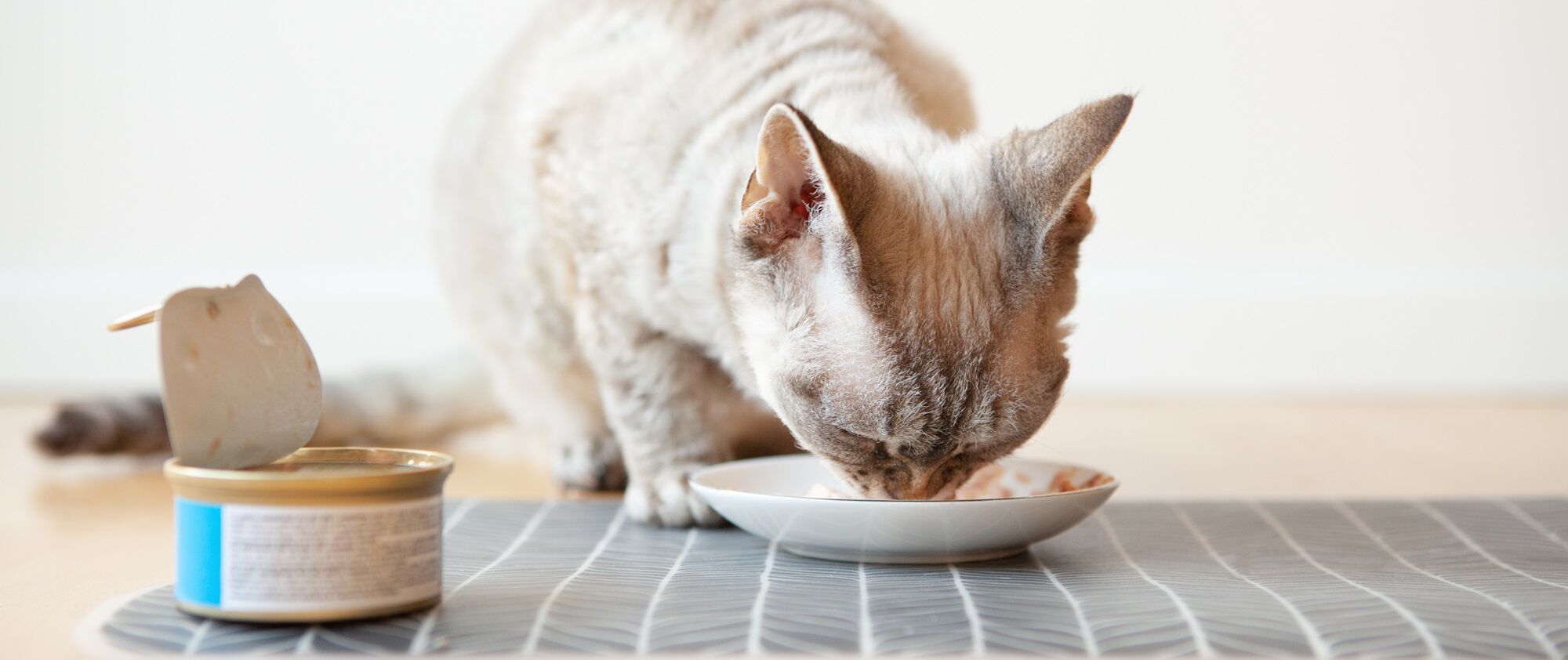 Grey cat licking white plate with small can open on a grey placemat wood floor in background