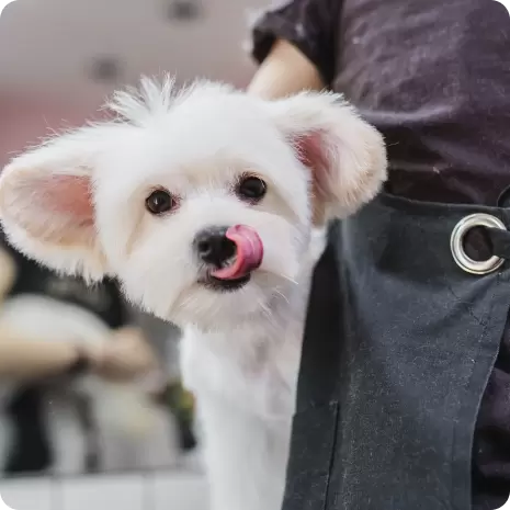 Services Pet Supermarket