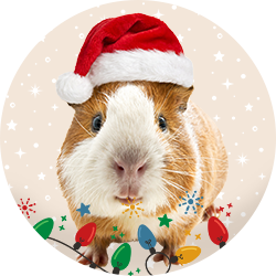 Small Pet Deals