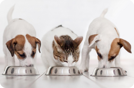 Three Jack Russell Terriers eating from metal bowls on a white floor.