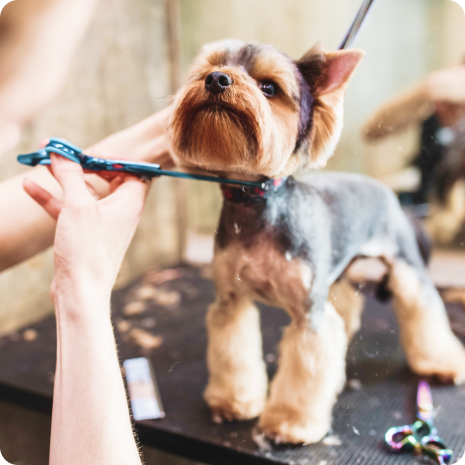 A small brown and tan dog standing on a grooming table, having its hair trimmed.