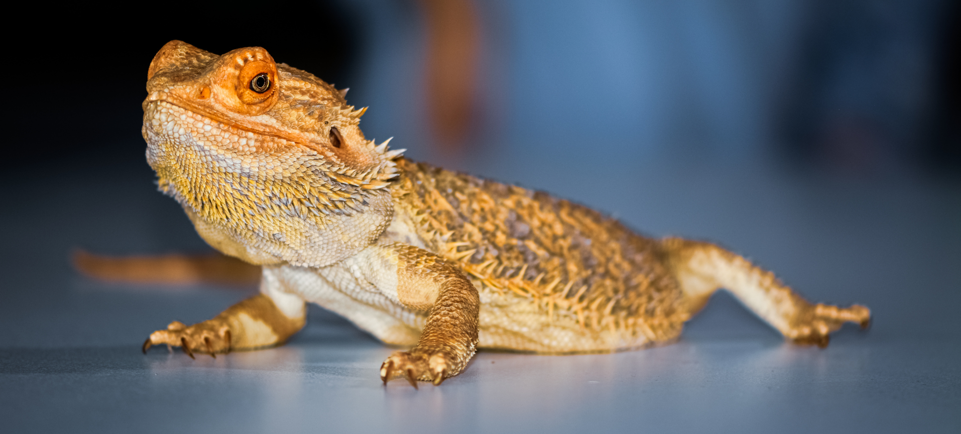 Baby Bearded Dragon Care Guide