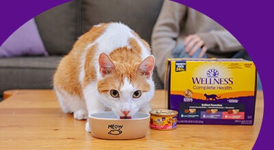 wet cat food Wellness pouches with cat eating