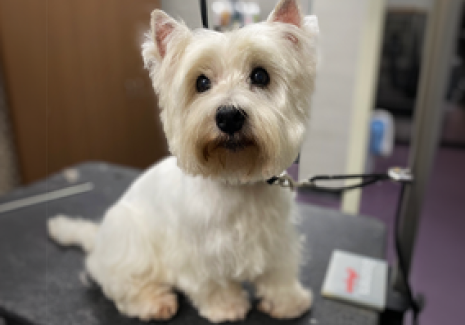 Puppy store dale mabry discount