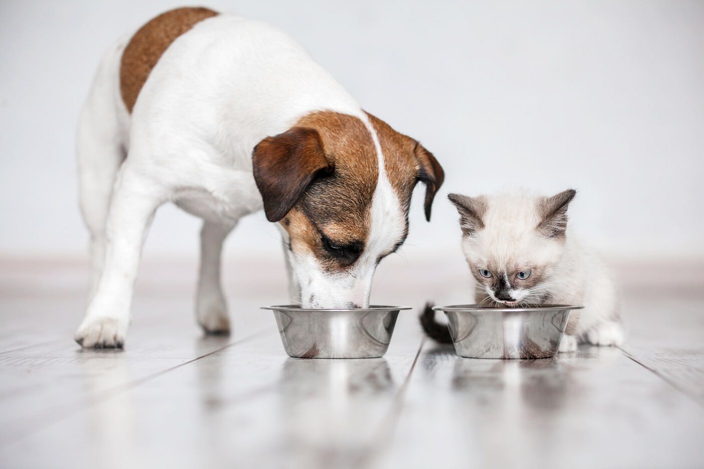 Pet supermarket ultra dog food top