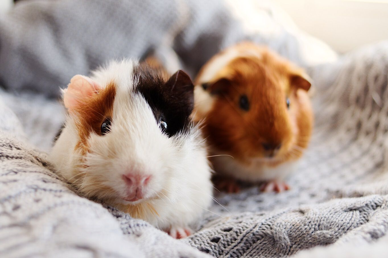 Two guinea pigs, one with black and white fur and the other with brown and white fur, sitting on a soft, gray blanket.