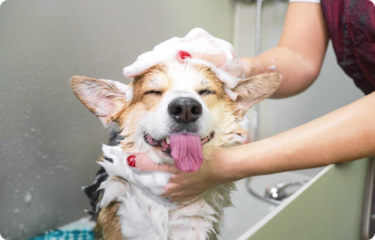 Pet supermarket dog shampoo sales
