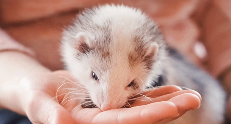 A small white and gray ferret eating gently out of a person's hand