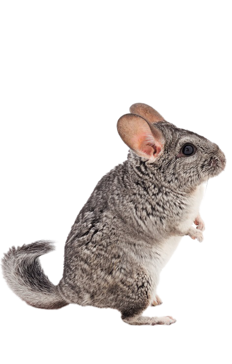 grey chinchilla