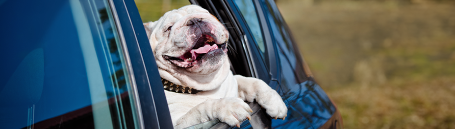dog sitting in truck