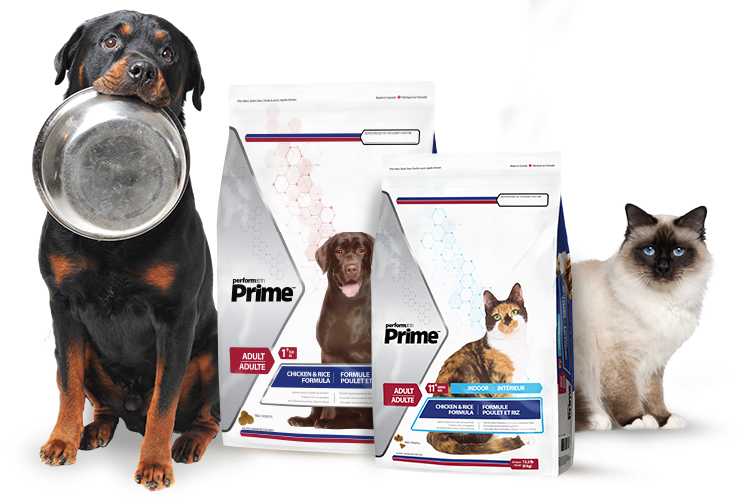 A black and tan dog with metal bowl next to cat and bags of Pet Supermarket Prime pet food featuring a Labrador and a cat on the packaging. Beside the bags, there is a cartoon illustration, or peticon, of an orange cat with a blue collar and tag labeled "Pet Supermarket"
