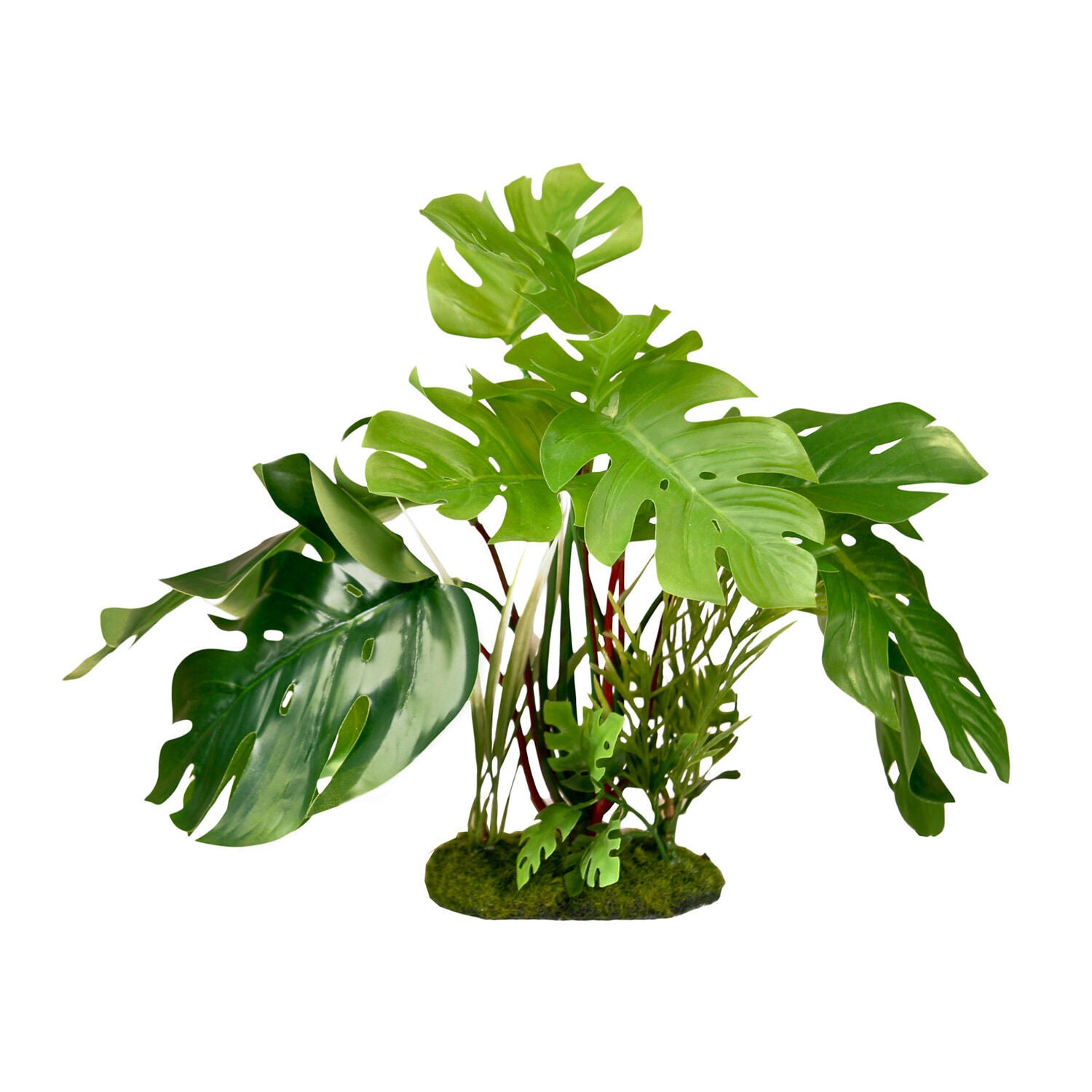 Blue Ribbon Tropical Gardens Split Green Leaf Philodendron Aquarium Plant
