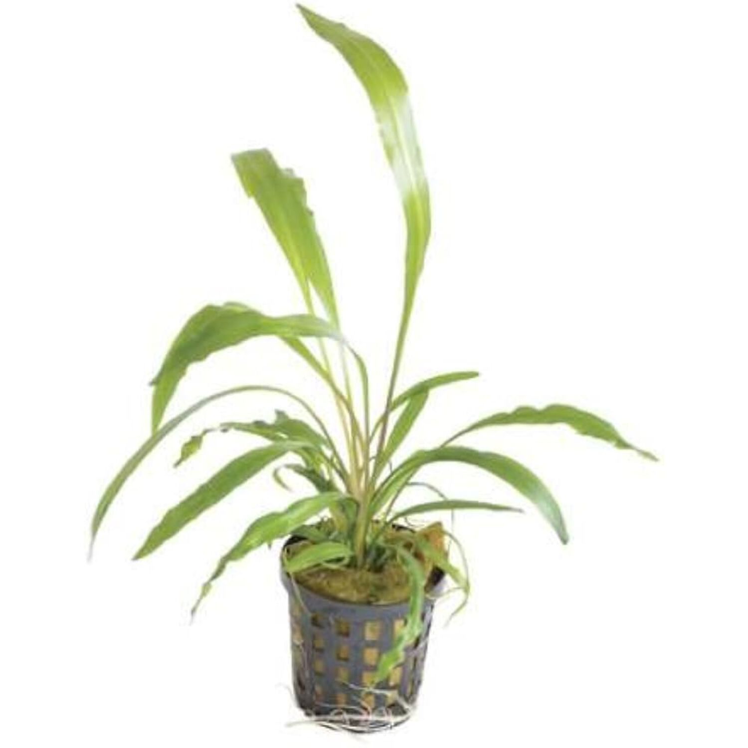 Cryptocoryne Spiralis