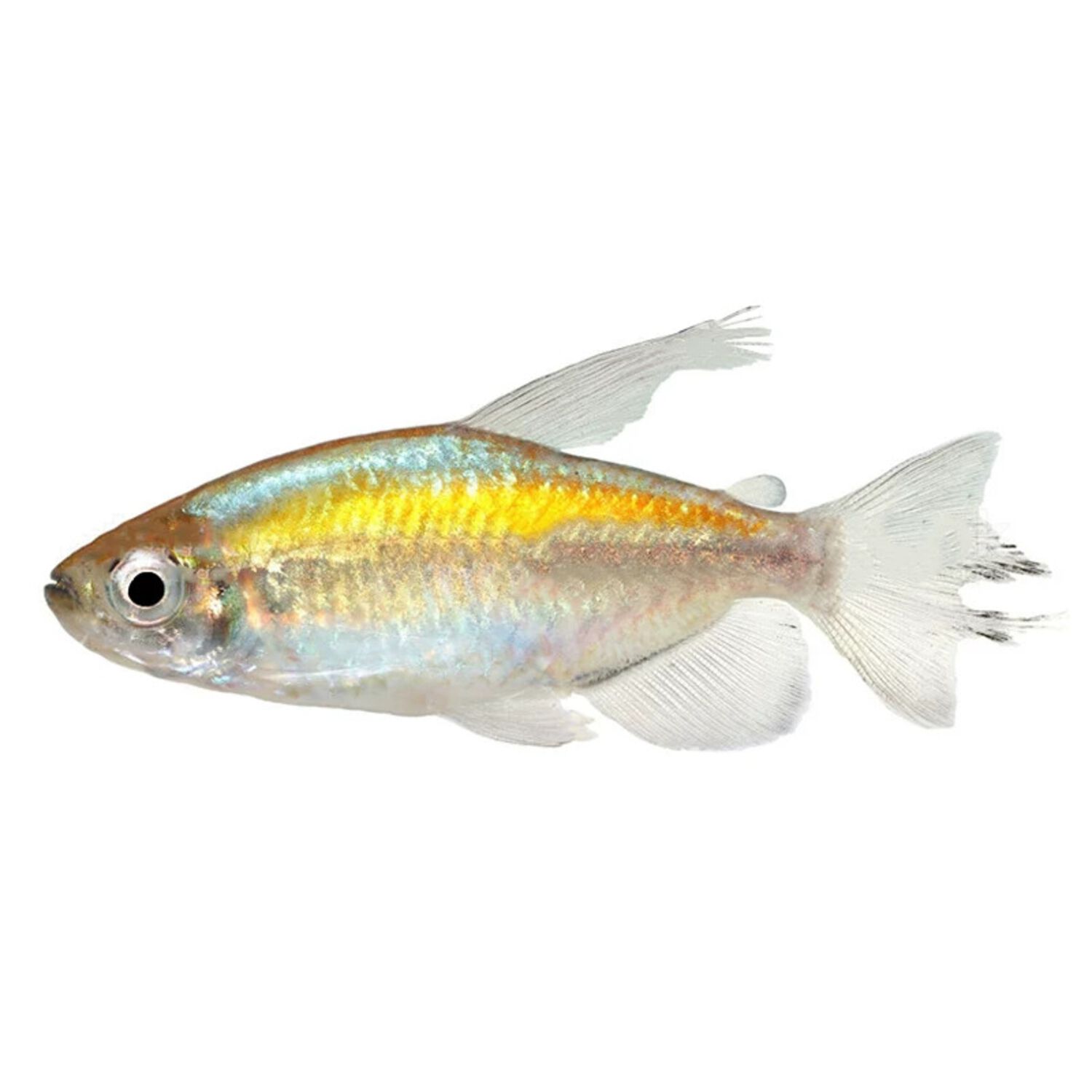 Congo Tetra - Regular