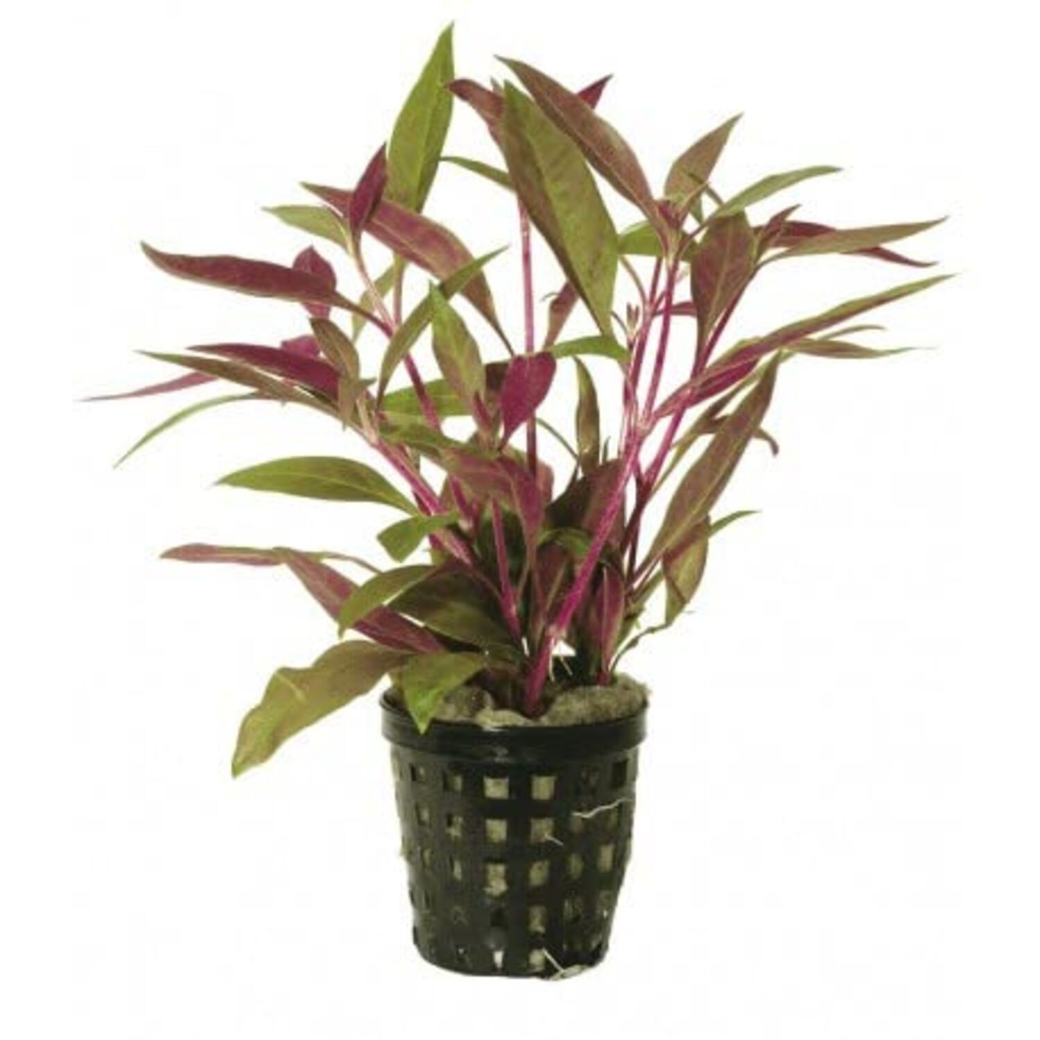 Telanthera Potted