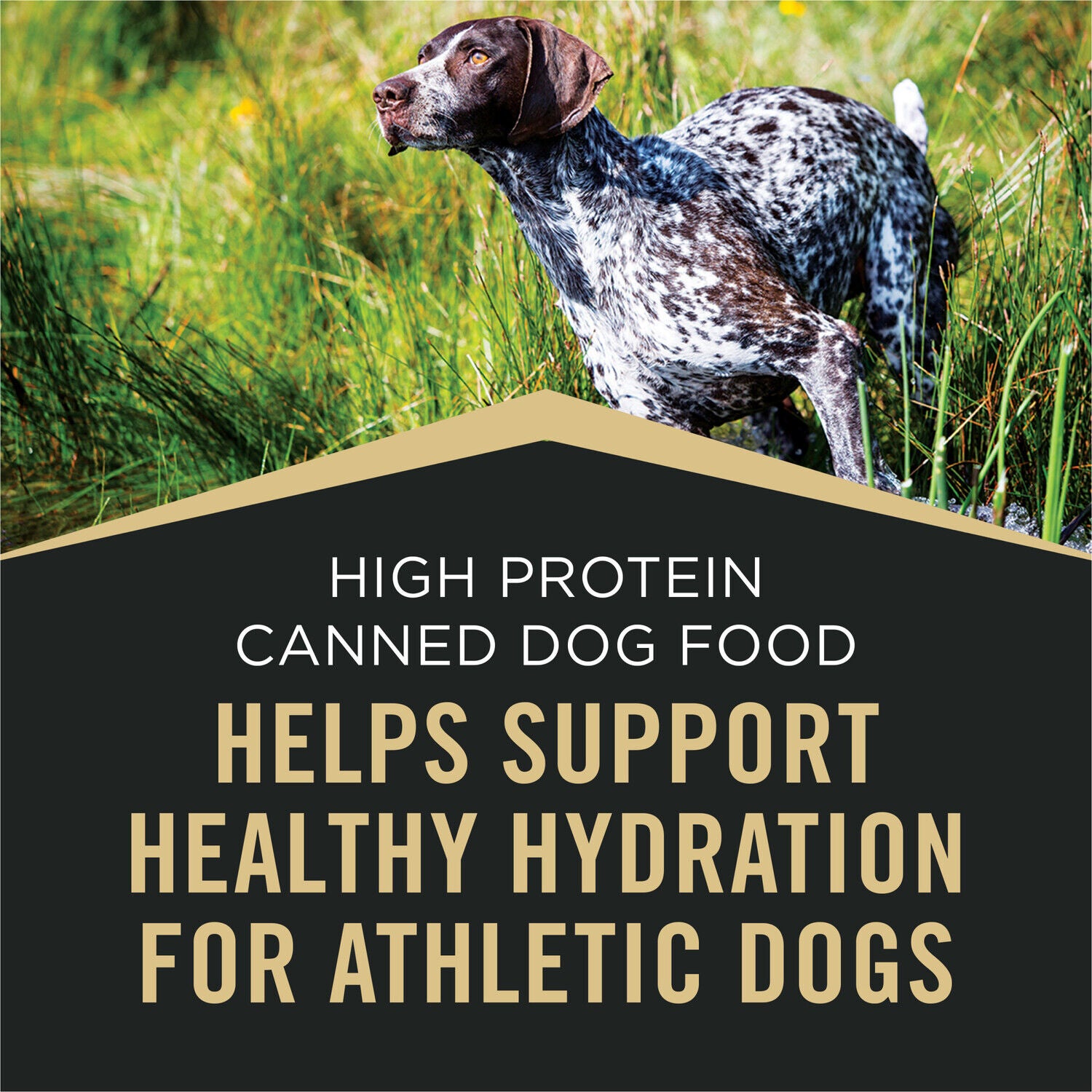 Purina Pro Plan Sport High Protein Wet Dog Food, Beef And Bison Entr&eacute;e, 13Oz - Pack Of 12