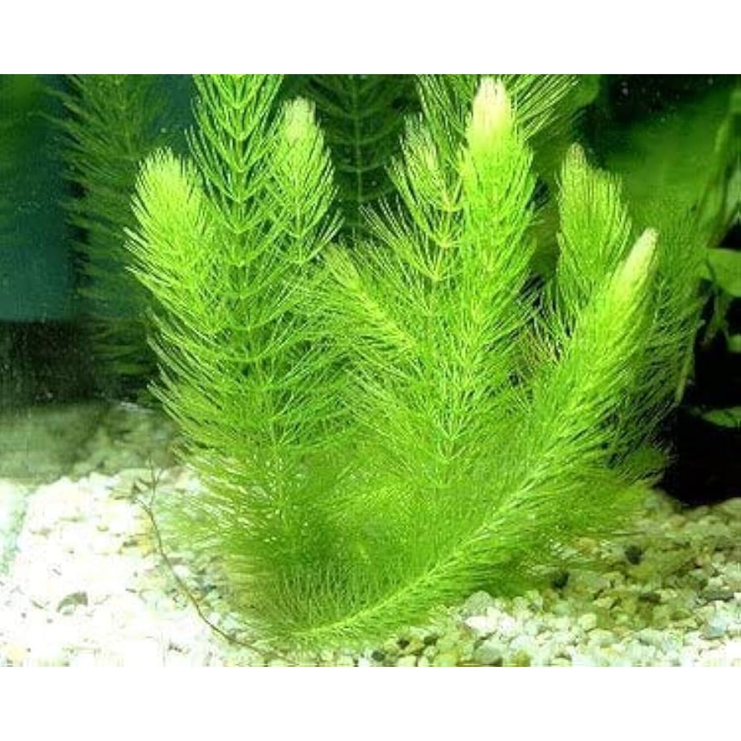 Hornwort Bunch