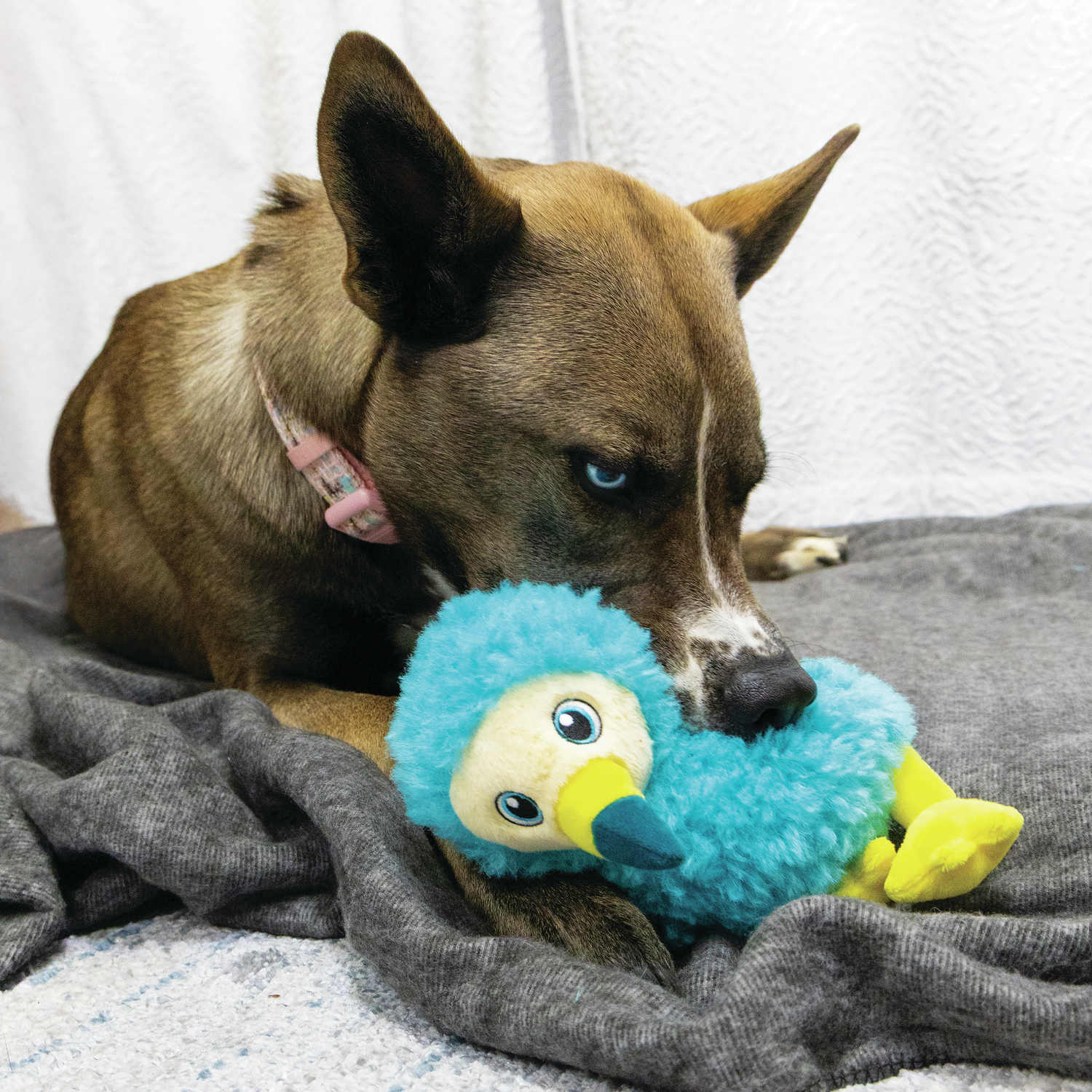 Kong Toughz Dodo Bird Tough & Durable Plush Dog Toy - 8.5"