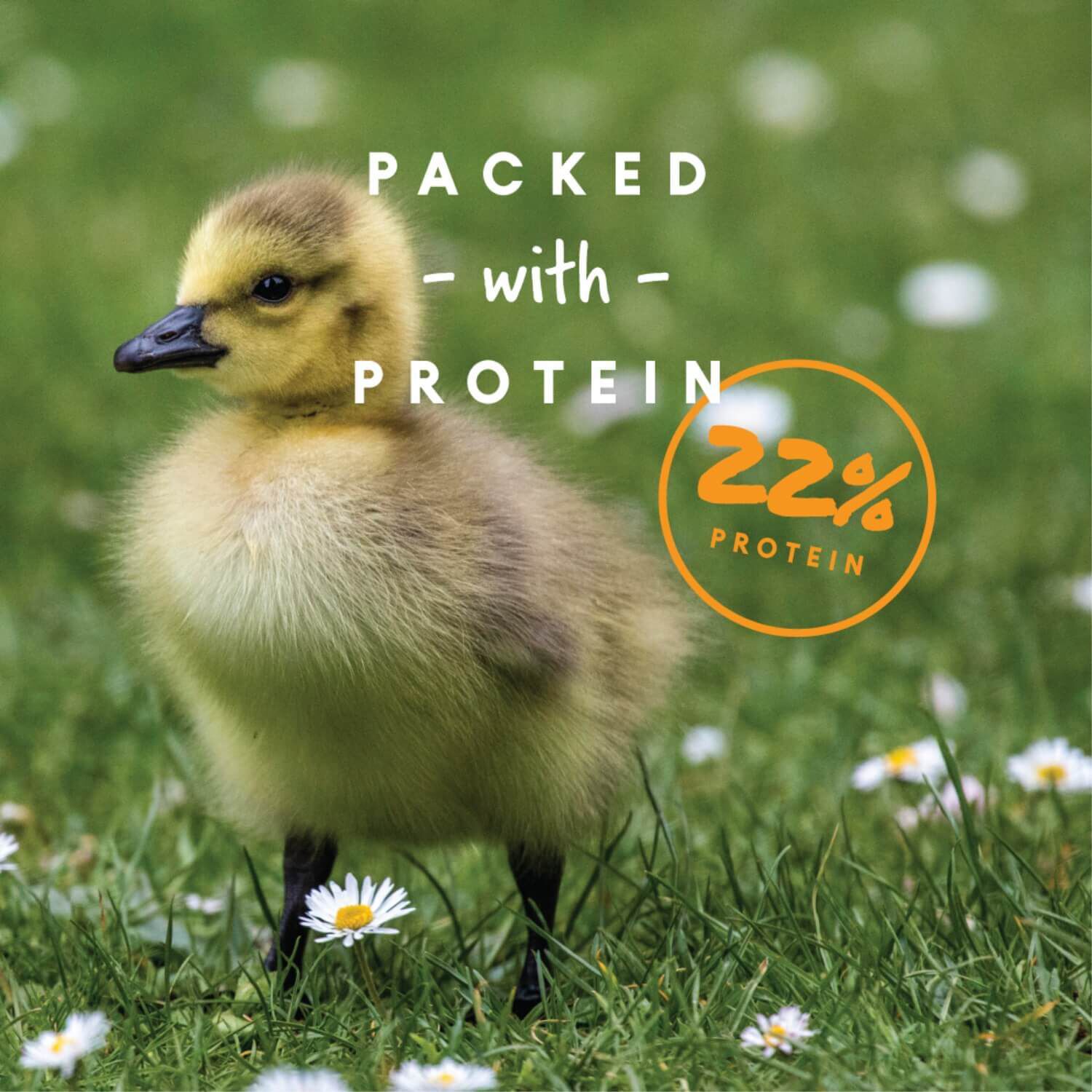 Manna Pro Duckling & Gosling Starter Grower Food
