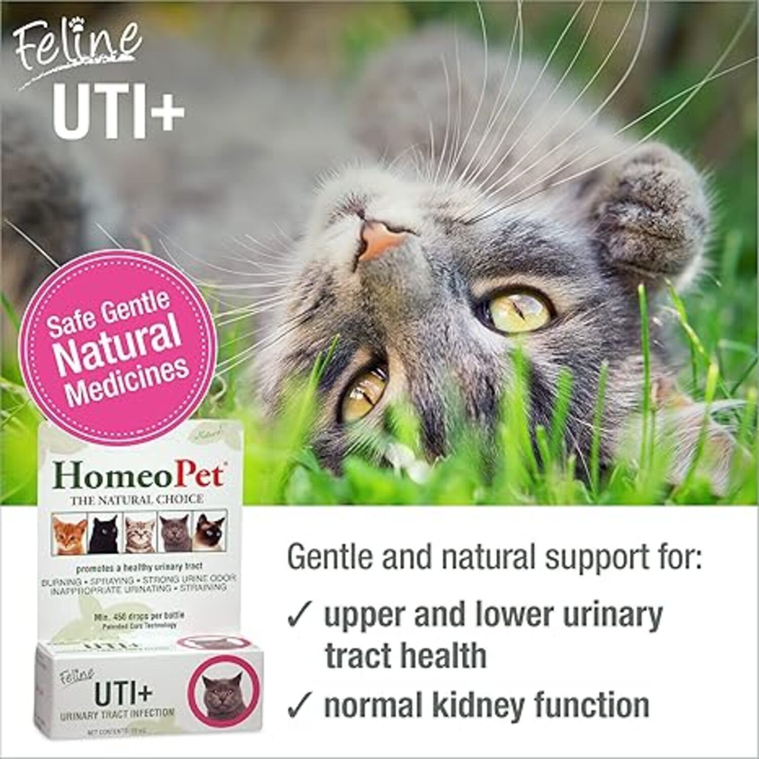Illustration of Feline Uti Holistic Prevention Methods