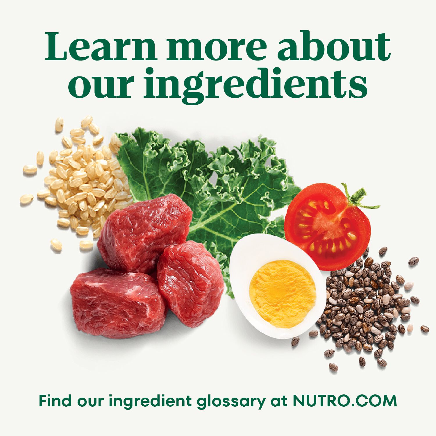 Nutro Wholesome Essentials Senior Chicken, Whole Brown Rice & Sweet Potato Recipe Dog Food, 30-Lb