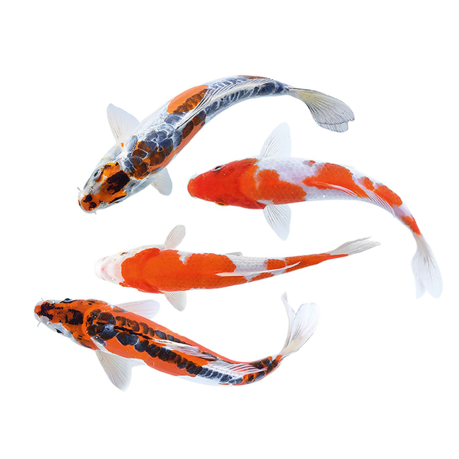 Assorted Koi 4-5" - Medium/Small