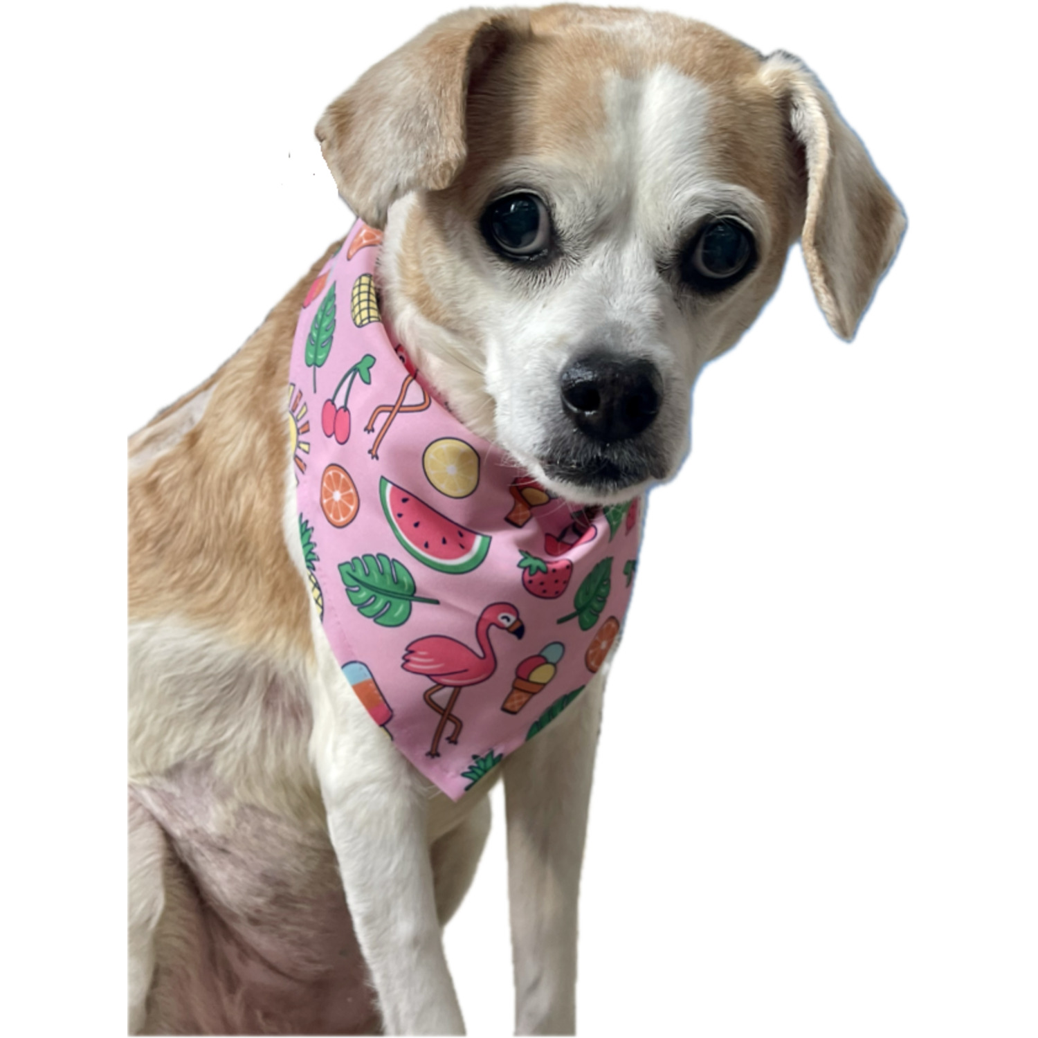 Bailey & Bella Pink Sweet Summer Dog Bandana