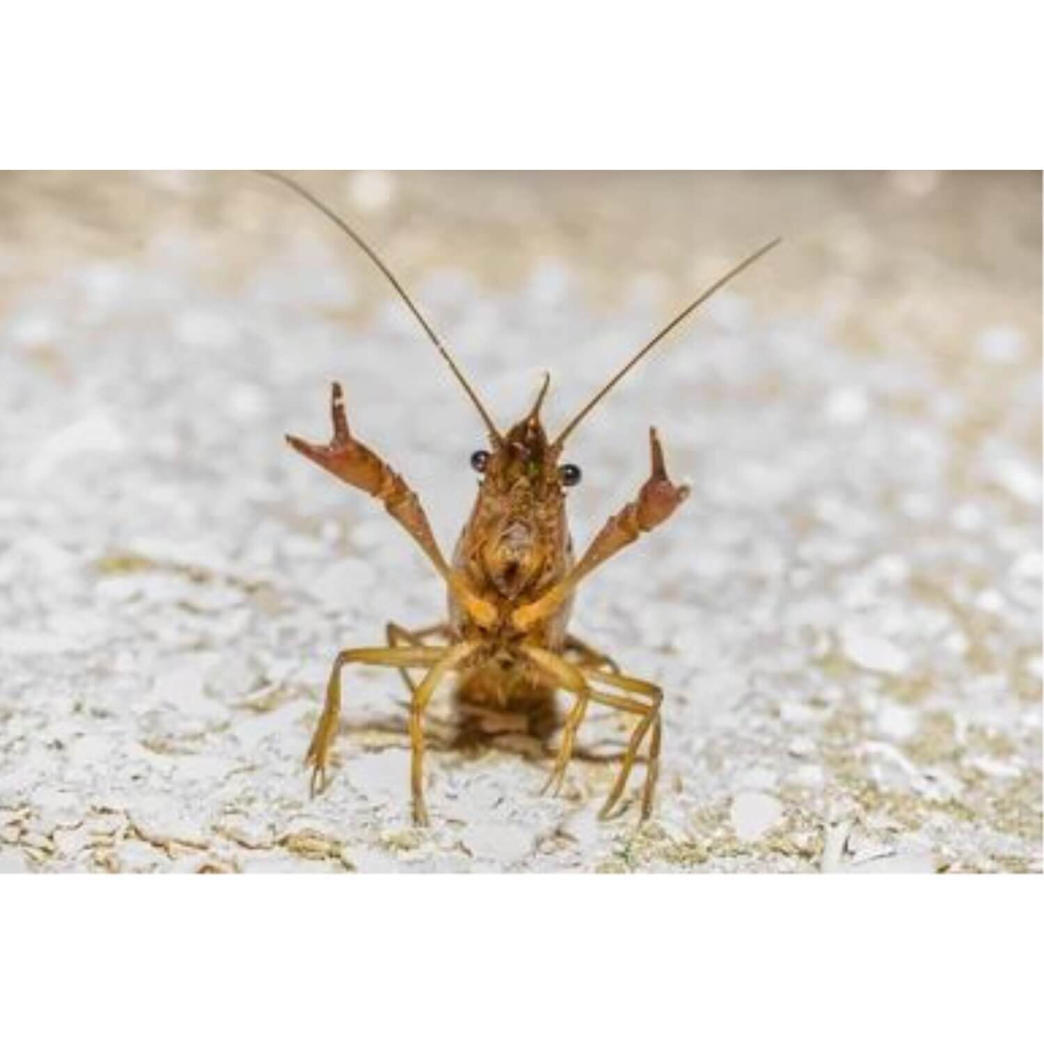 Crawfish