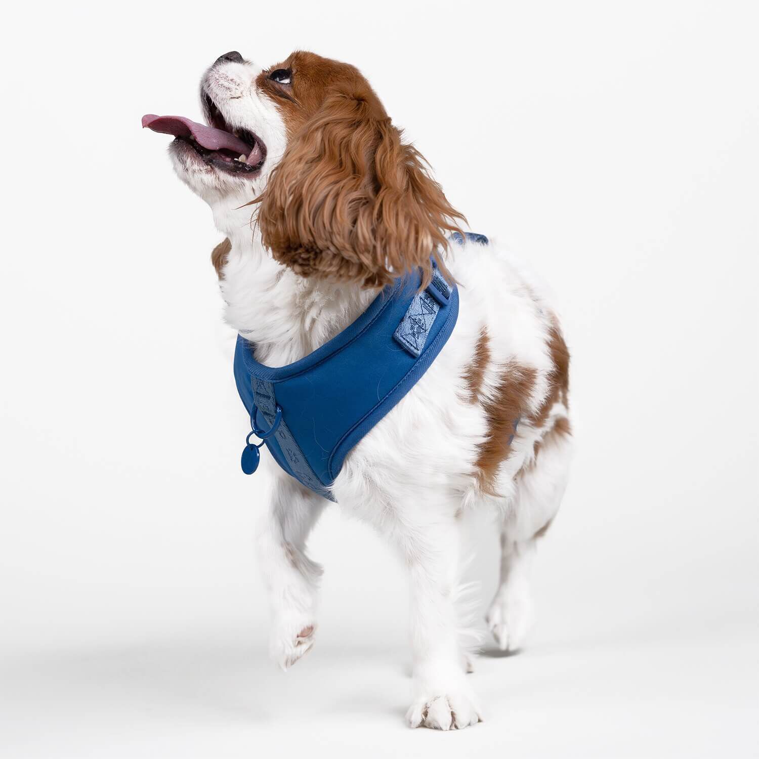 Gap Blue Paw Charm Dog Harness