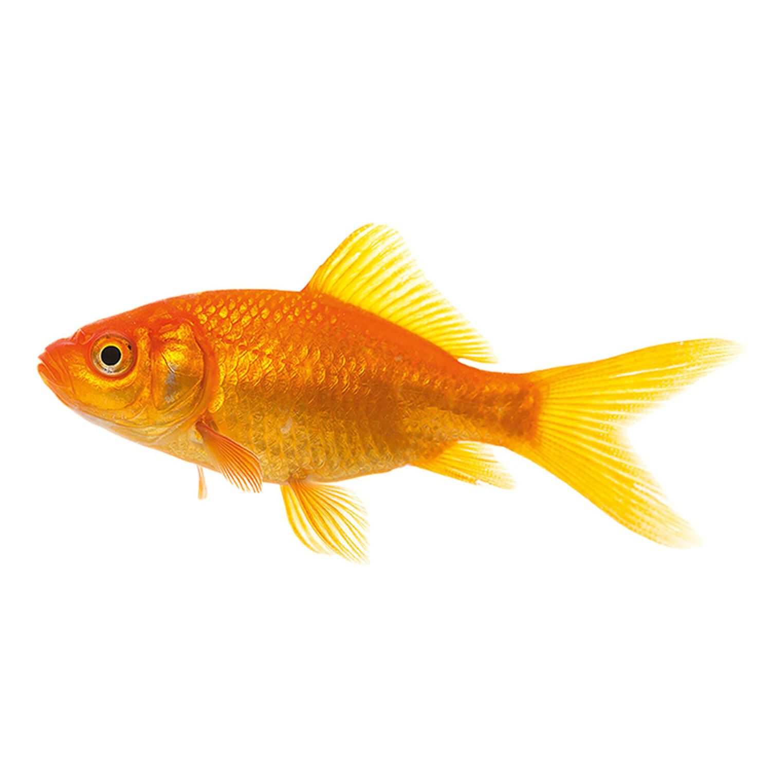 Pond Comet Goldfish Large