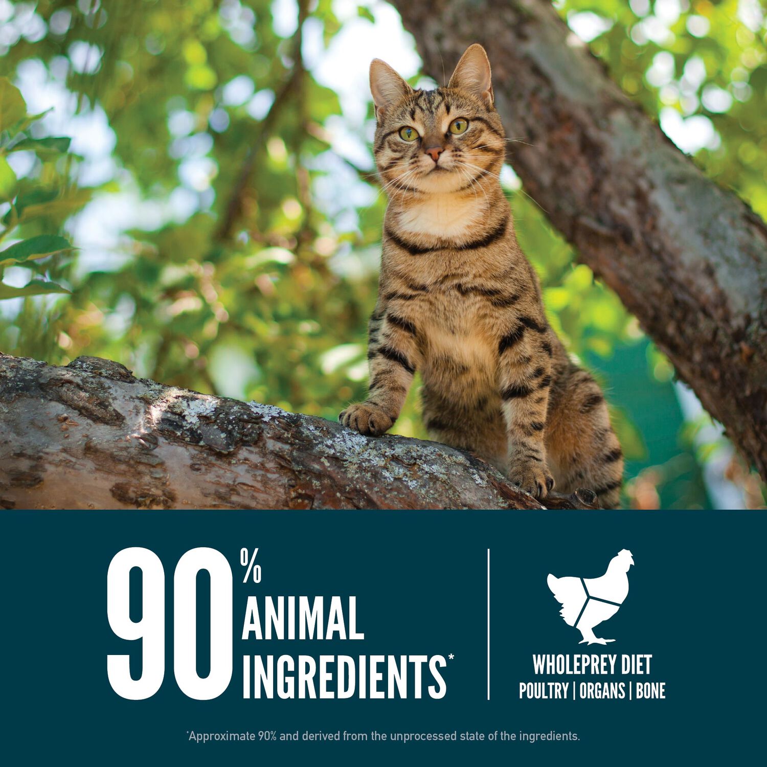 Orijen Guardian 8 Grain-Free High Protein Premium Dry Cat Food, 4-Lb Bag