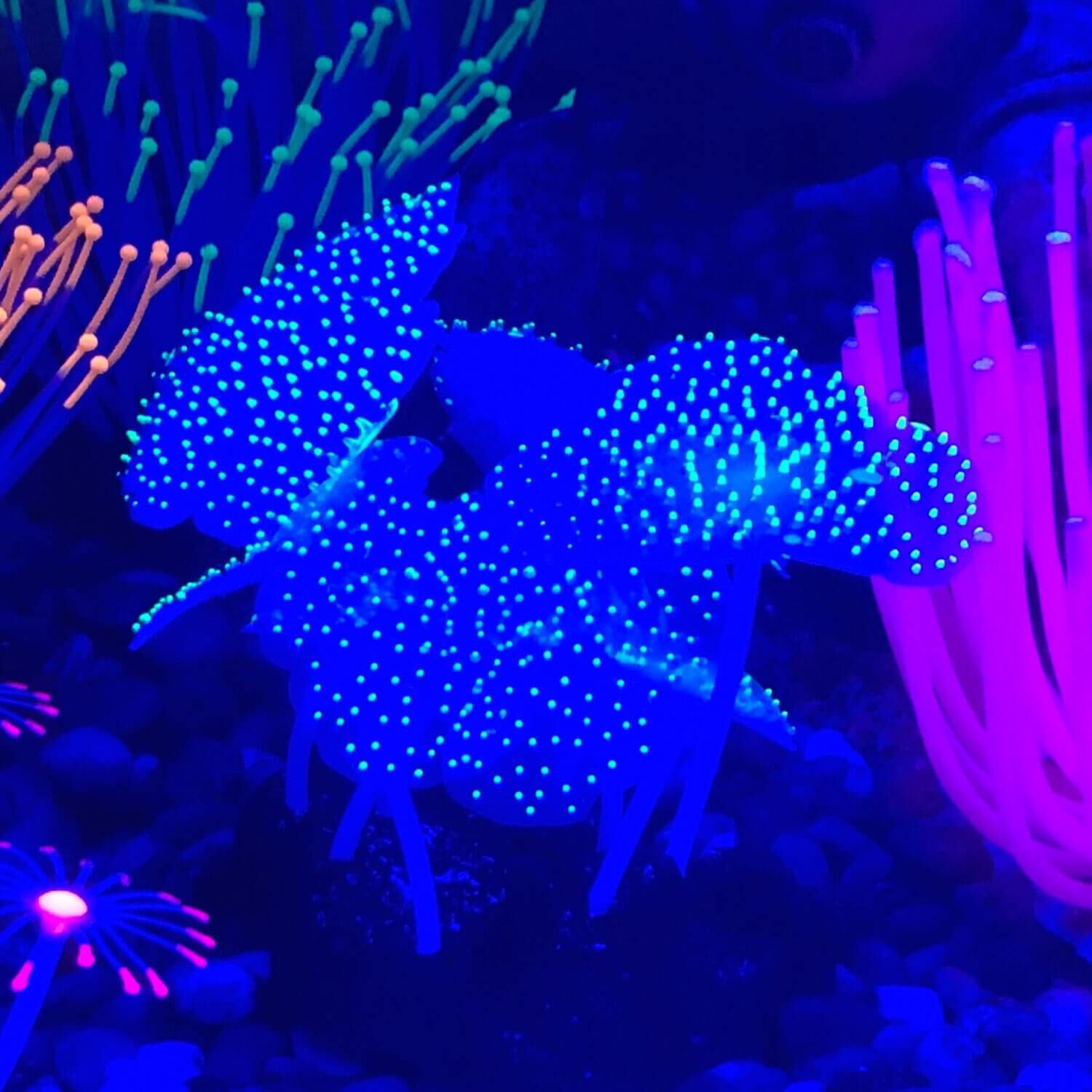 Aquatic creations aquarium decorations online
