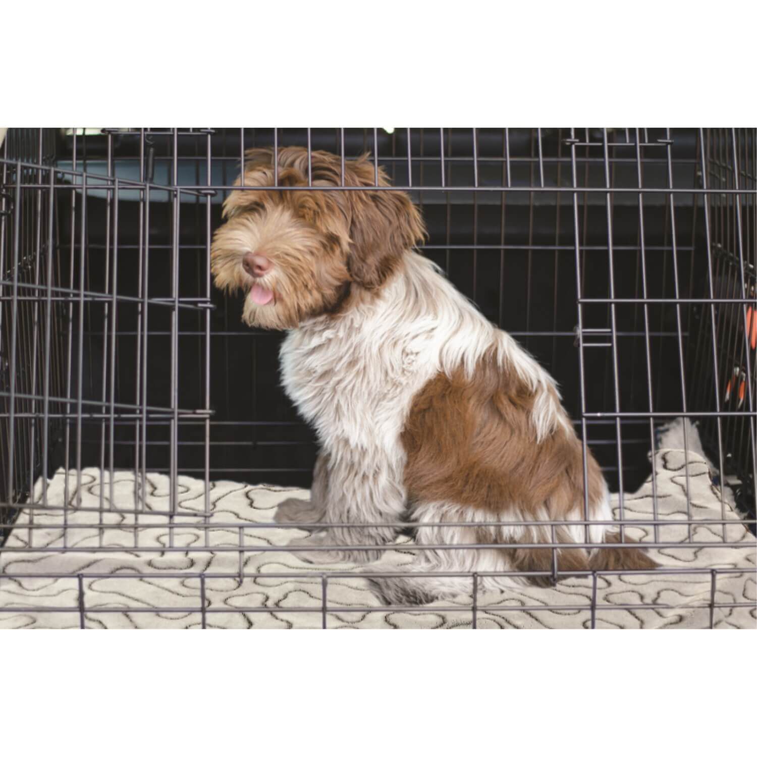 Spot Bones Gray Dog Blanket, 30X40"